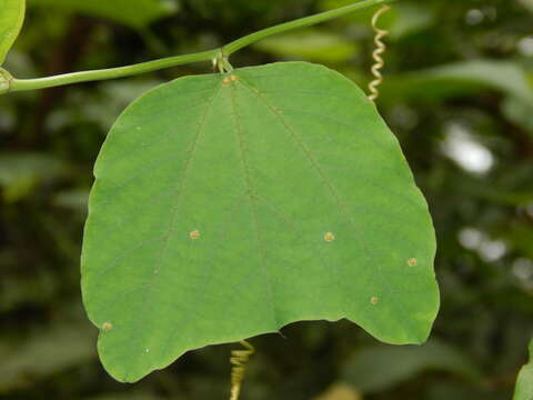 Sivun Passiflora micropetala Mast. kuva