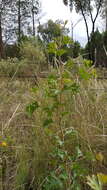 Image of Grevillea ramosissima Meissn.