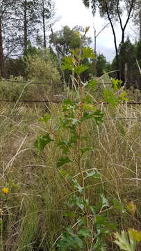 Image of Grevillea ramosissima Meissn.