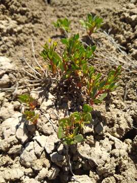 Image of salty buckwheat