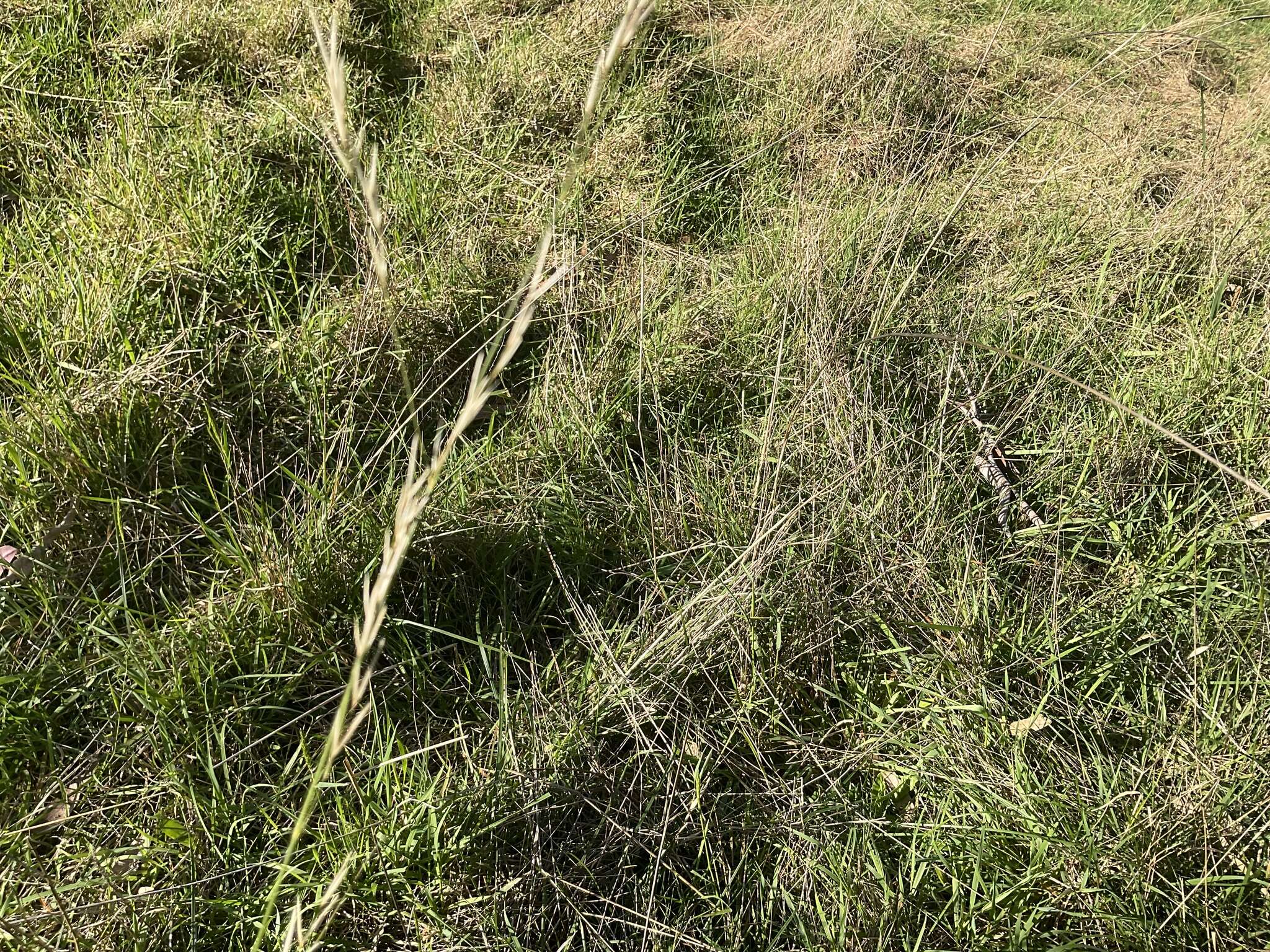 Image of Austrostipa rudis (Spreng.) S. W. L. Jacobs & J. Everett