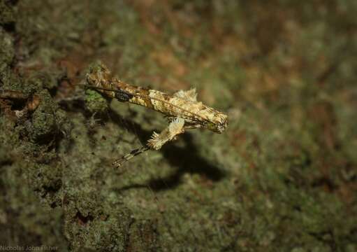 Image of Caloptilia plagata (Stainton 1862)