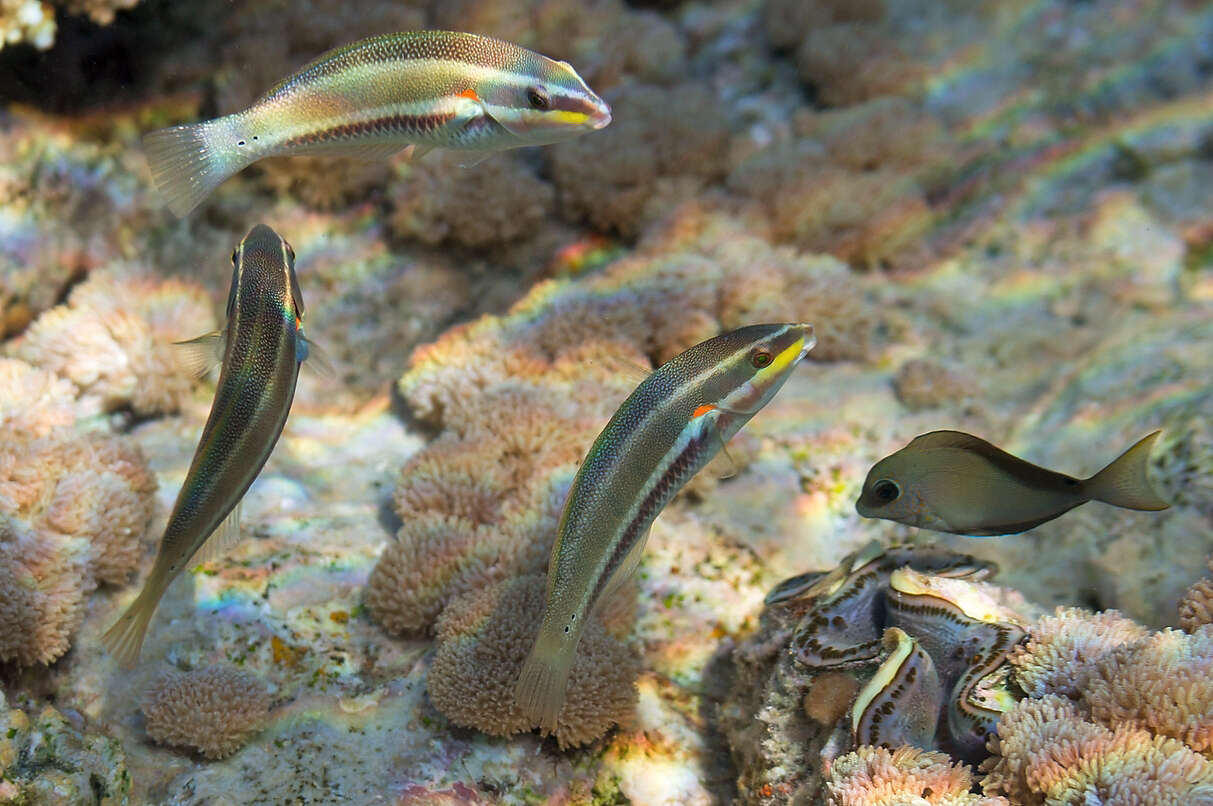 Image of Blue-lined wrasse