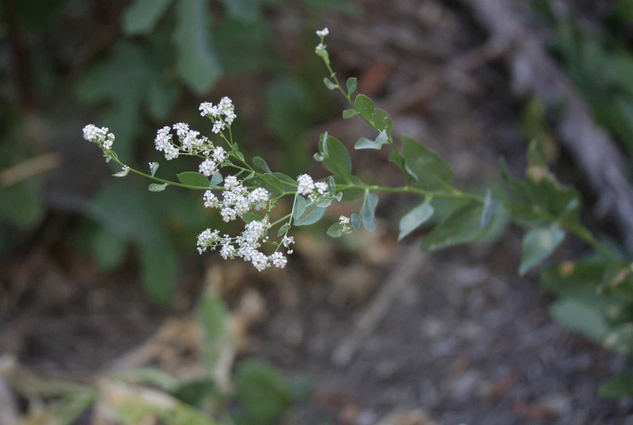 Image of broadleaved pepperweed