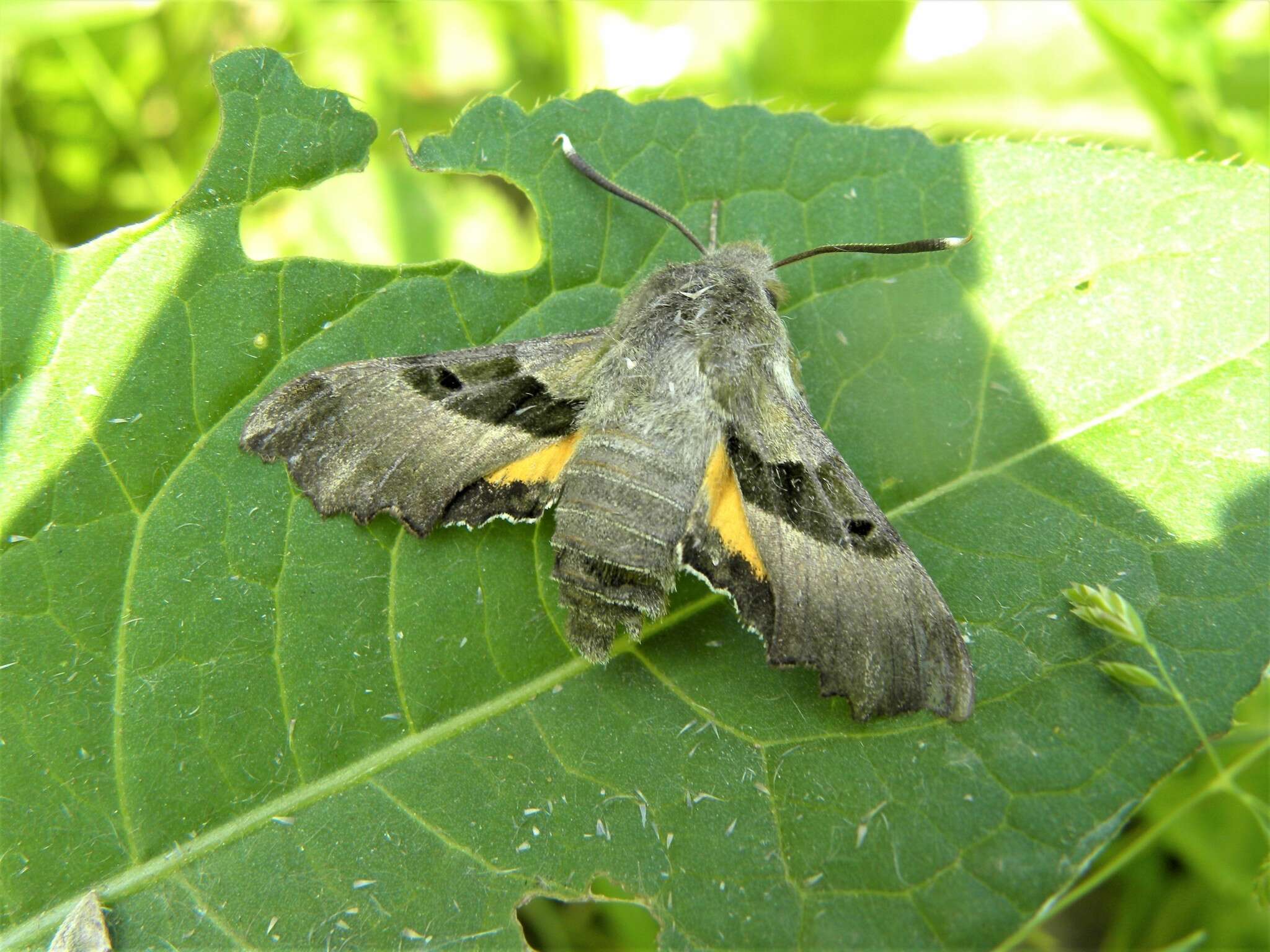 Image of Willowherb Hawkmoth