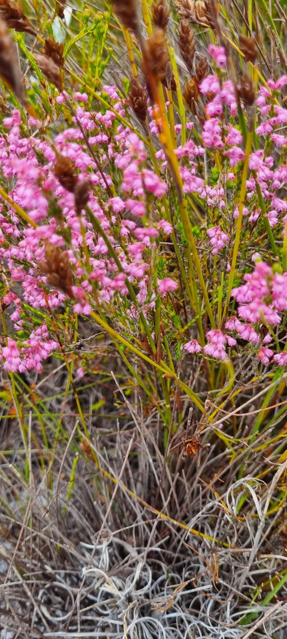 Image of Cud Heath