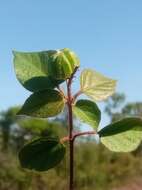 Image of Croton danguyanus Leandri