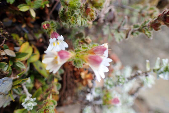 Image of Euphrasia transmorrisonensis var. durietziana (Ohwi) T. C. Huang & M. J. Wu