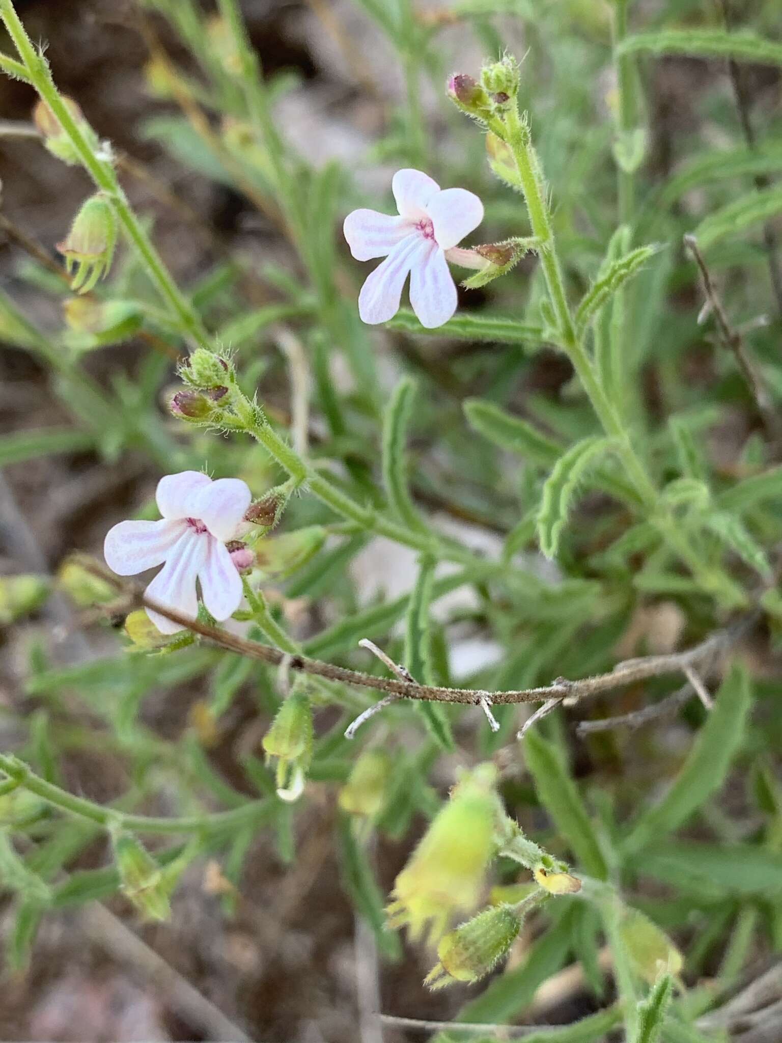 Image of Endostemon tenuiflorus (Benth.) M. R. Ashby