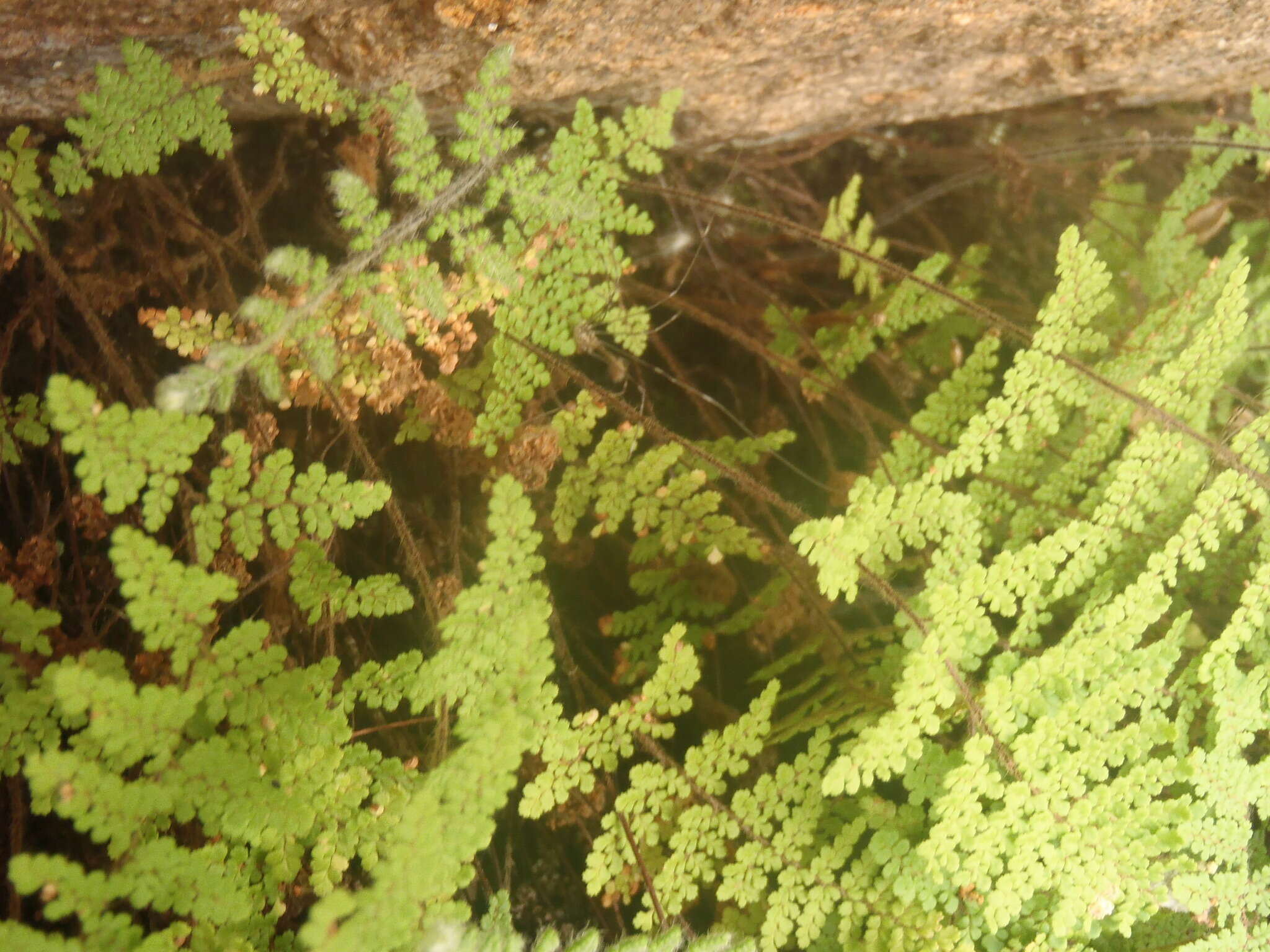 Image of Beaded Lipfern