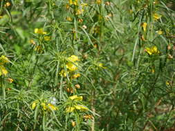 Plancia ëd Oenothera berlandieri subsp. pinifolia (Engelm.) W. L. Wagner & Hoch