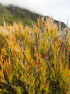 Image de Dracophyllum rosmarinifolium (Forst. fil.) R. Br.