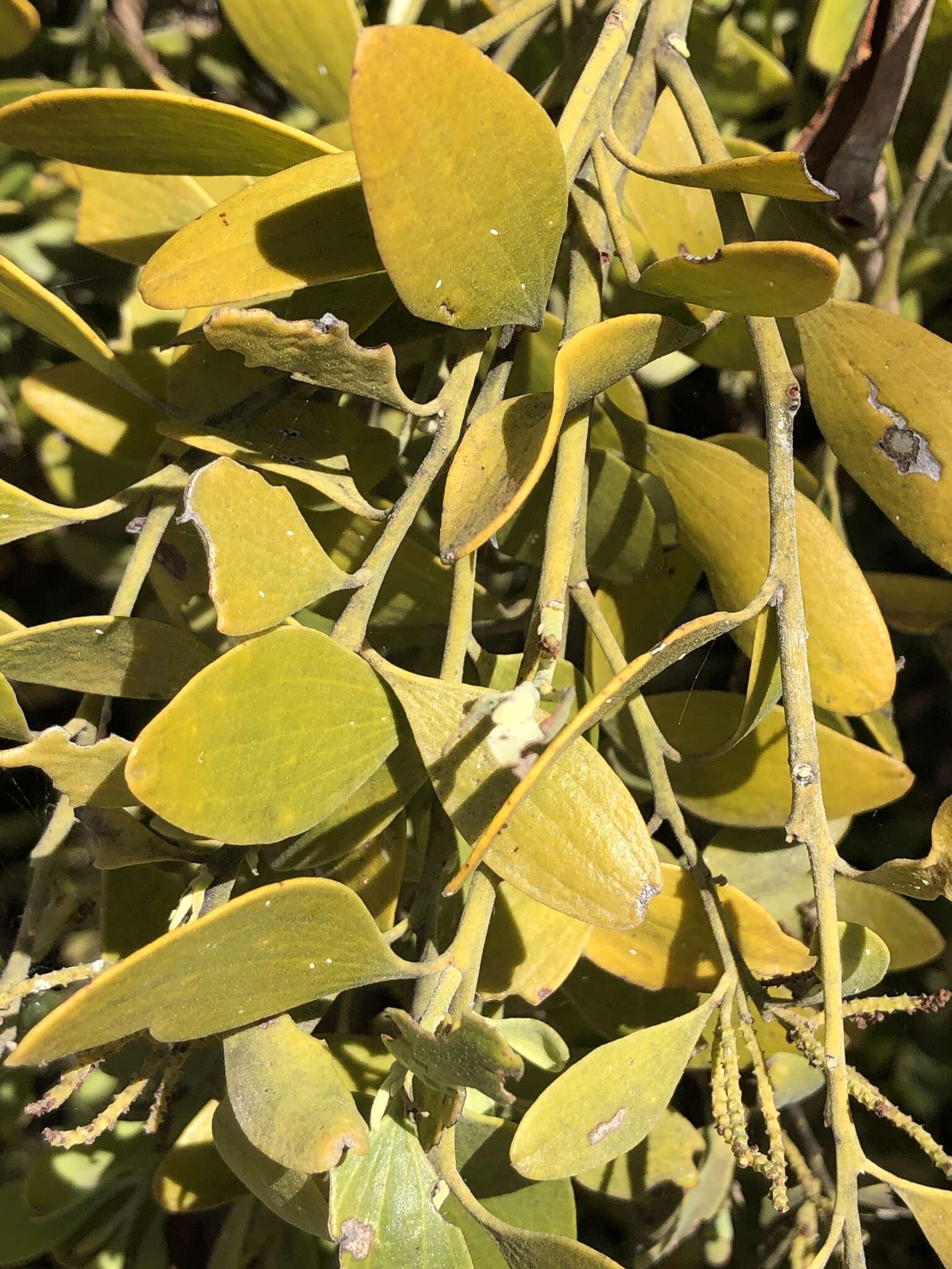 Image of Exocarpos latifolius R. Br.