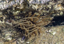 Image of Snakelocks anemone