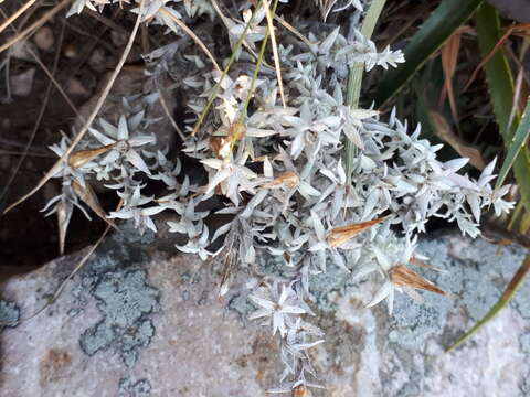 Слика од Lucilia acutifolia (Poir.) Cass.