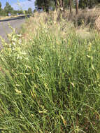 Image of rushy milkvetch