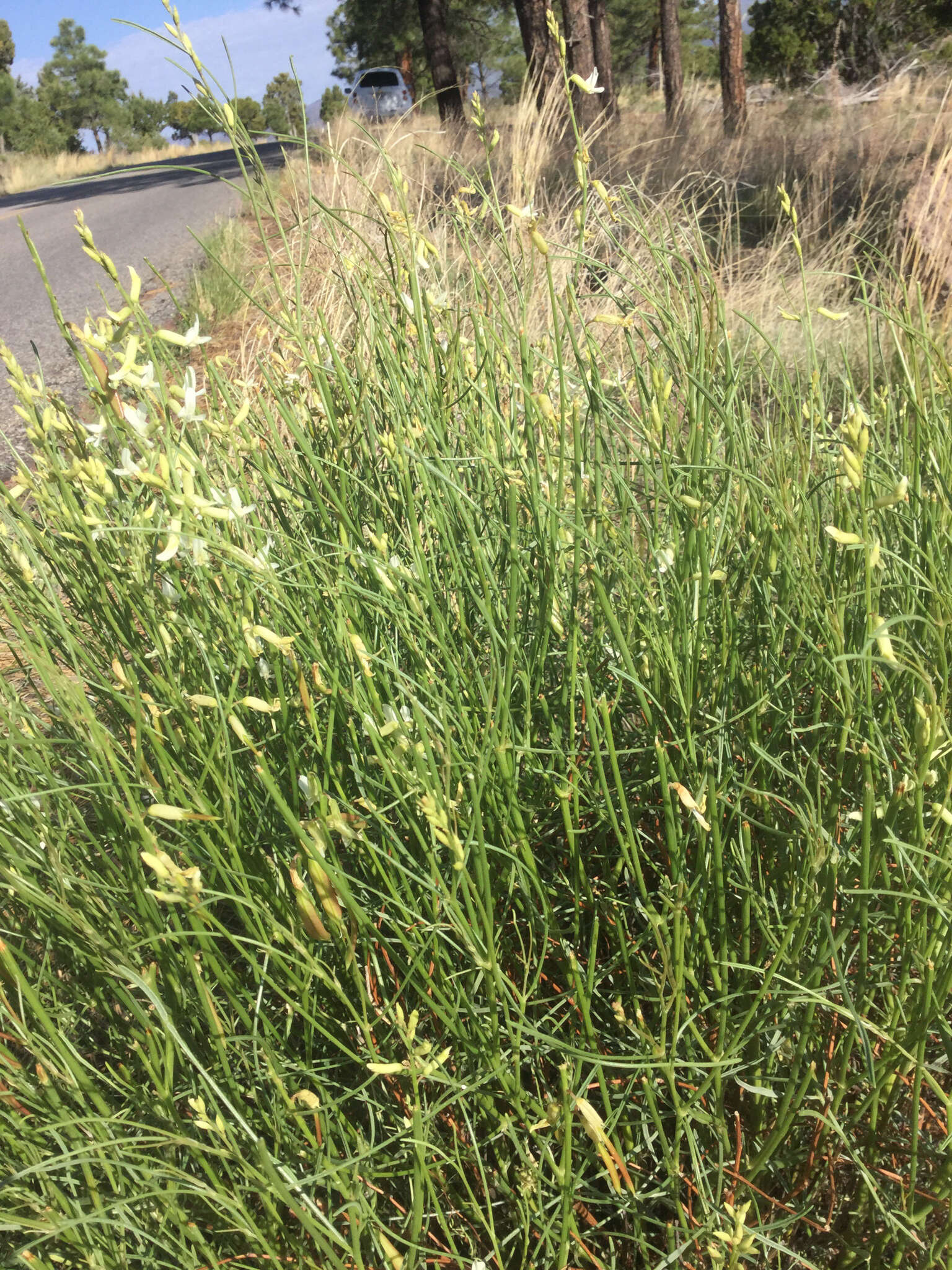 Image of rushy milkvetch