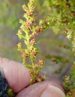 Plancia ëd Erica muscosa (Aiton) E. G. H. Oliver