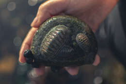 صورة Chiton cumingsii Frembly 1827