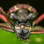 Plancia ëd Cicindela (Calochroa) lacrymans Schaum 1863