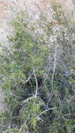 Image of Las Animas nakedwood