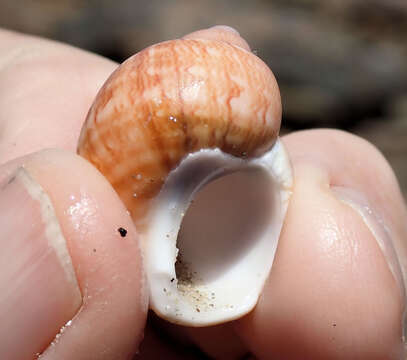 Plancia ëd Phasianella ventricosa Swainson 1822