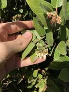 Image of woollyleaf manzanita