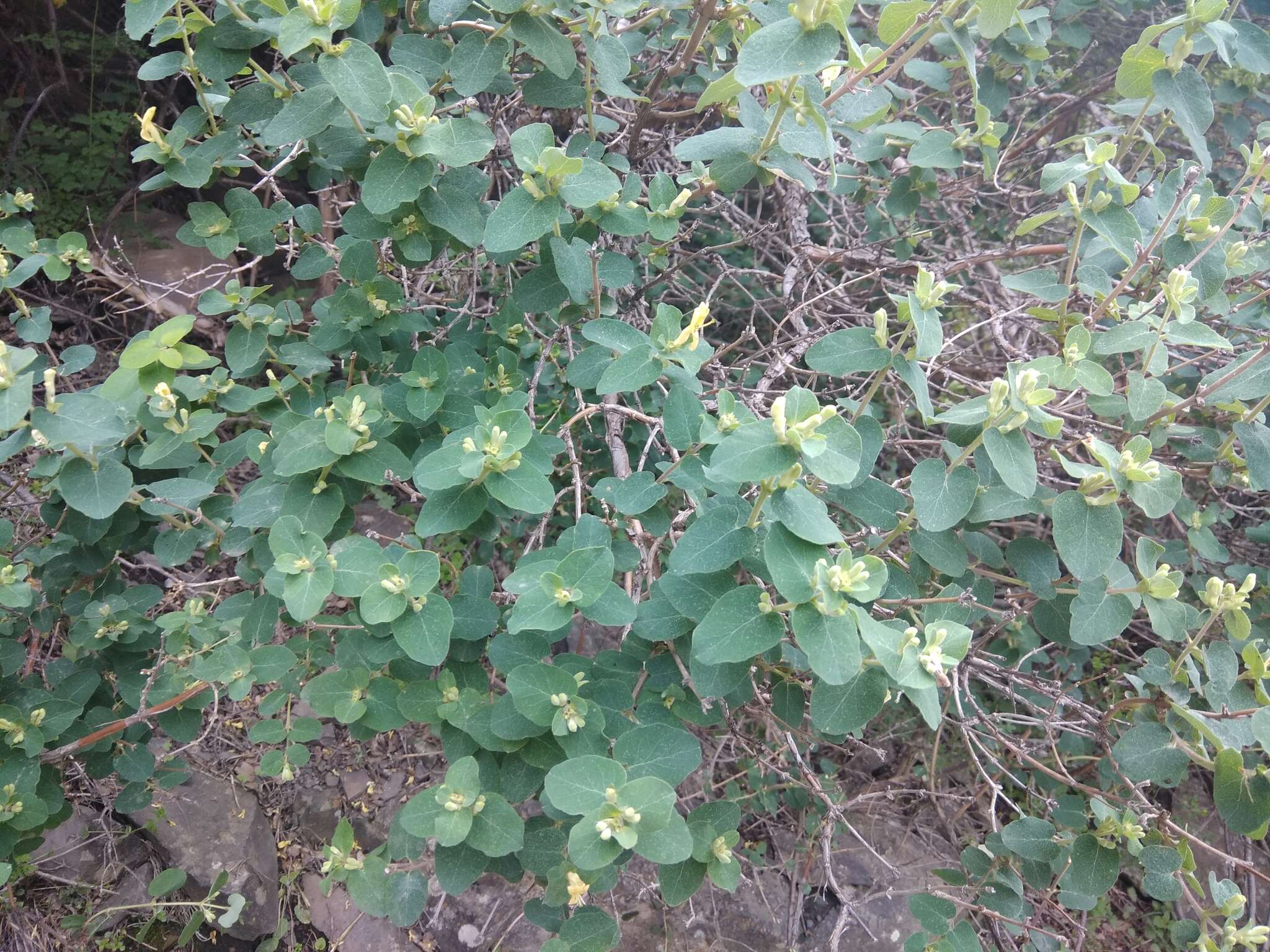 Image of Lonicera iberica M. Bieb.