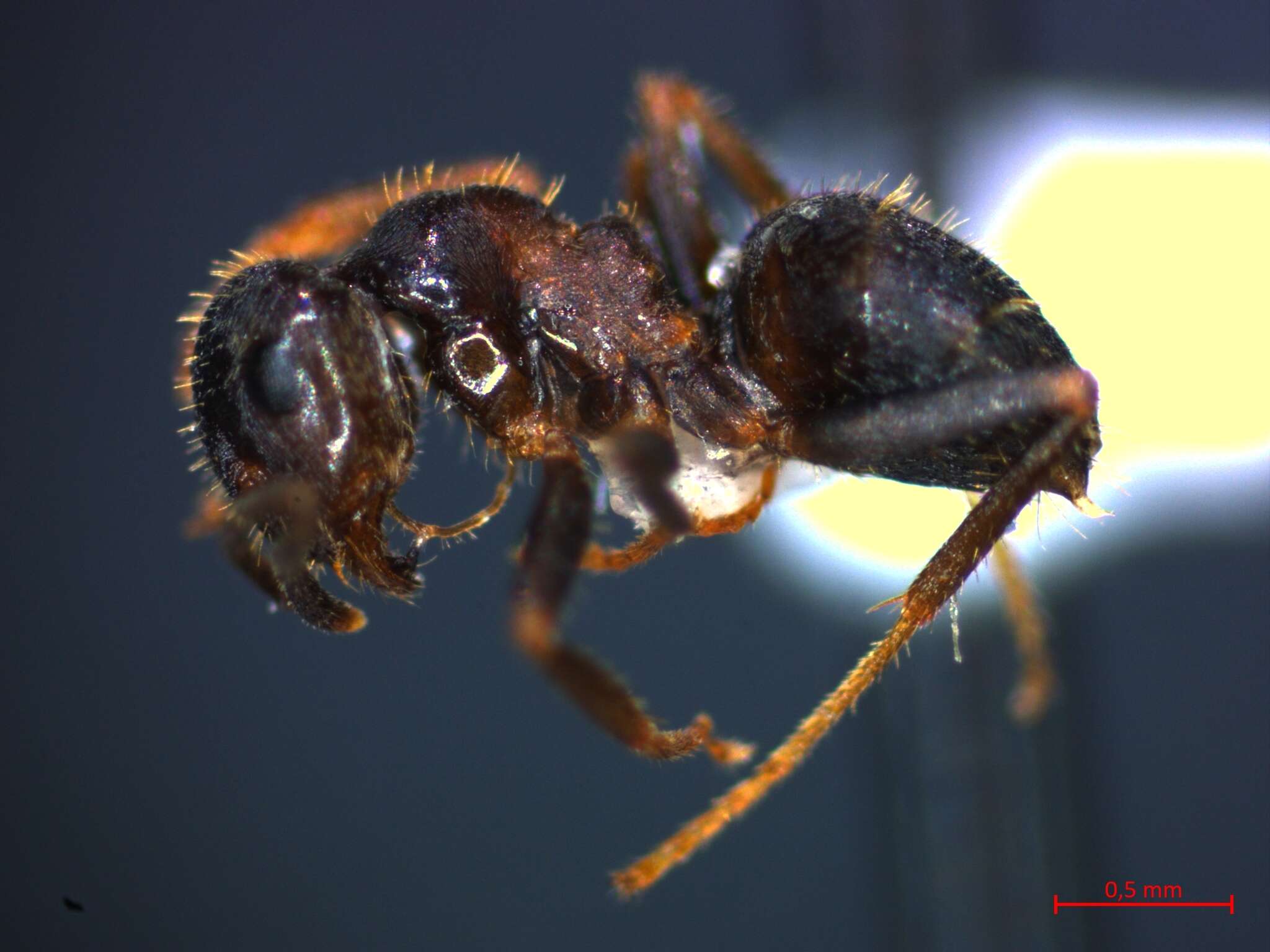 Image of Small black ant