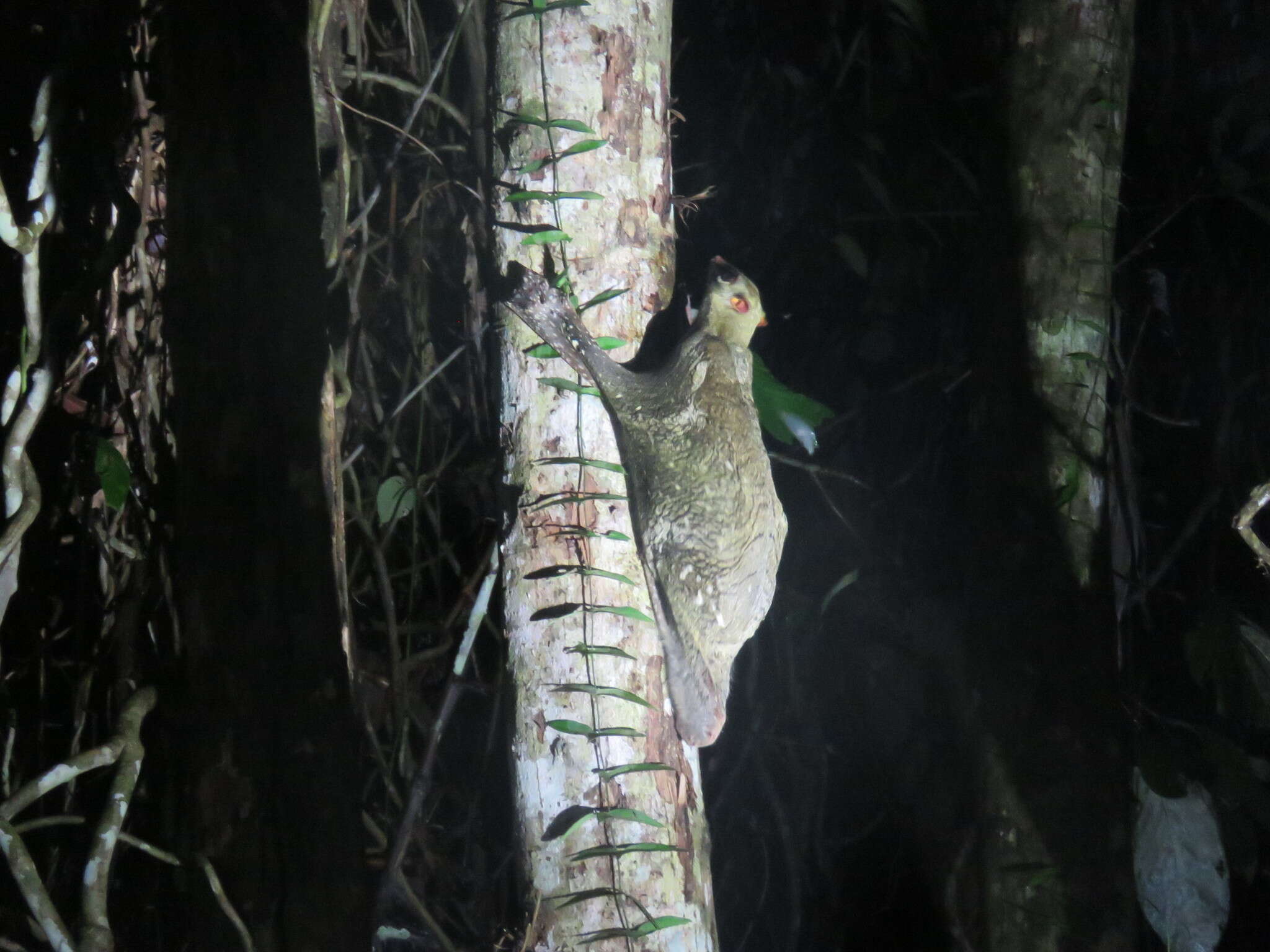 Image of Malayan Flying Lemurs