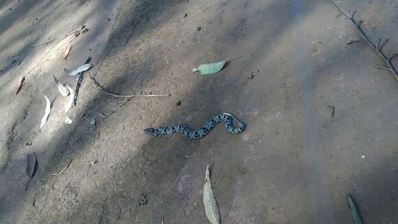 Imagem de Bothrops pauloensis Amaral 1925