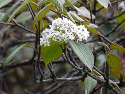 Imagem de Viburnum nervosum D. Don