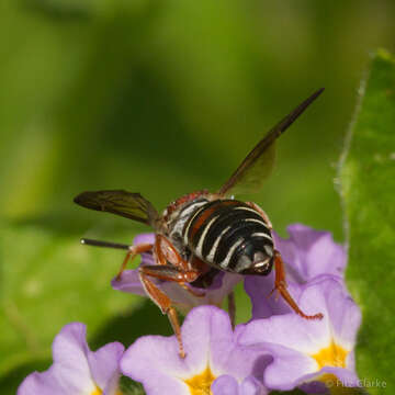 Image of Epeolus zonatus Smith 1854