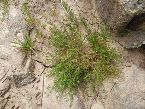 Imagem de Spergula villosa Persoon