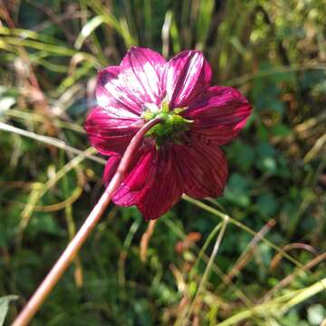 Image of Cosmos scabiosoides Kunth