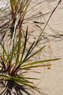 Image of little bluestem