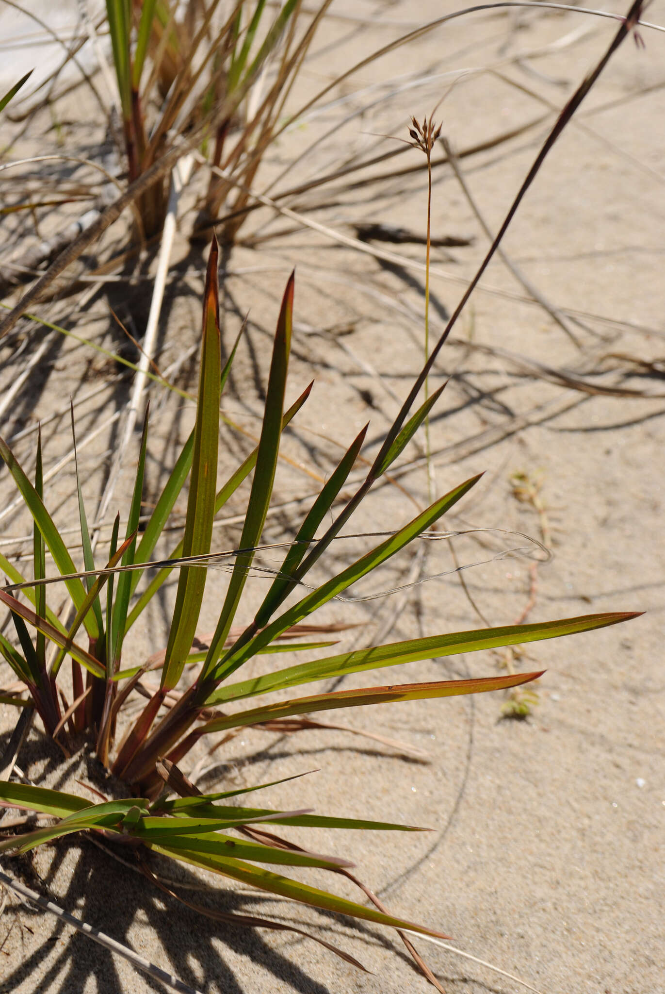 Image de Schizachyrium scoparium (Michx.) Nash