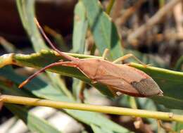 صورة Pomponatius typicus Distant 1904