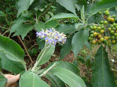 Image of earleaf nightshade