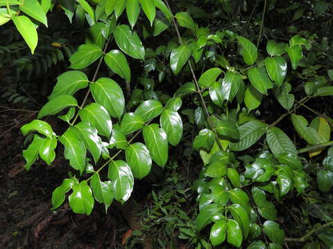 Image of Chiococca nitida Benth.