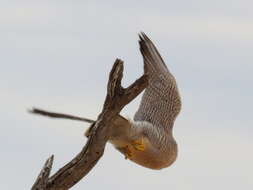 Image of Falco chicquera horsbrughi Gunning & Roberts 1911