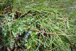 Image of Cicindela (Cicindela) gallica Brullé 1834