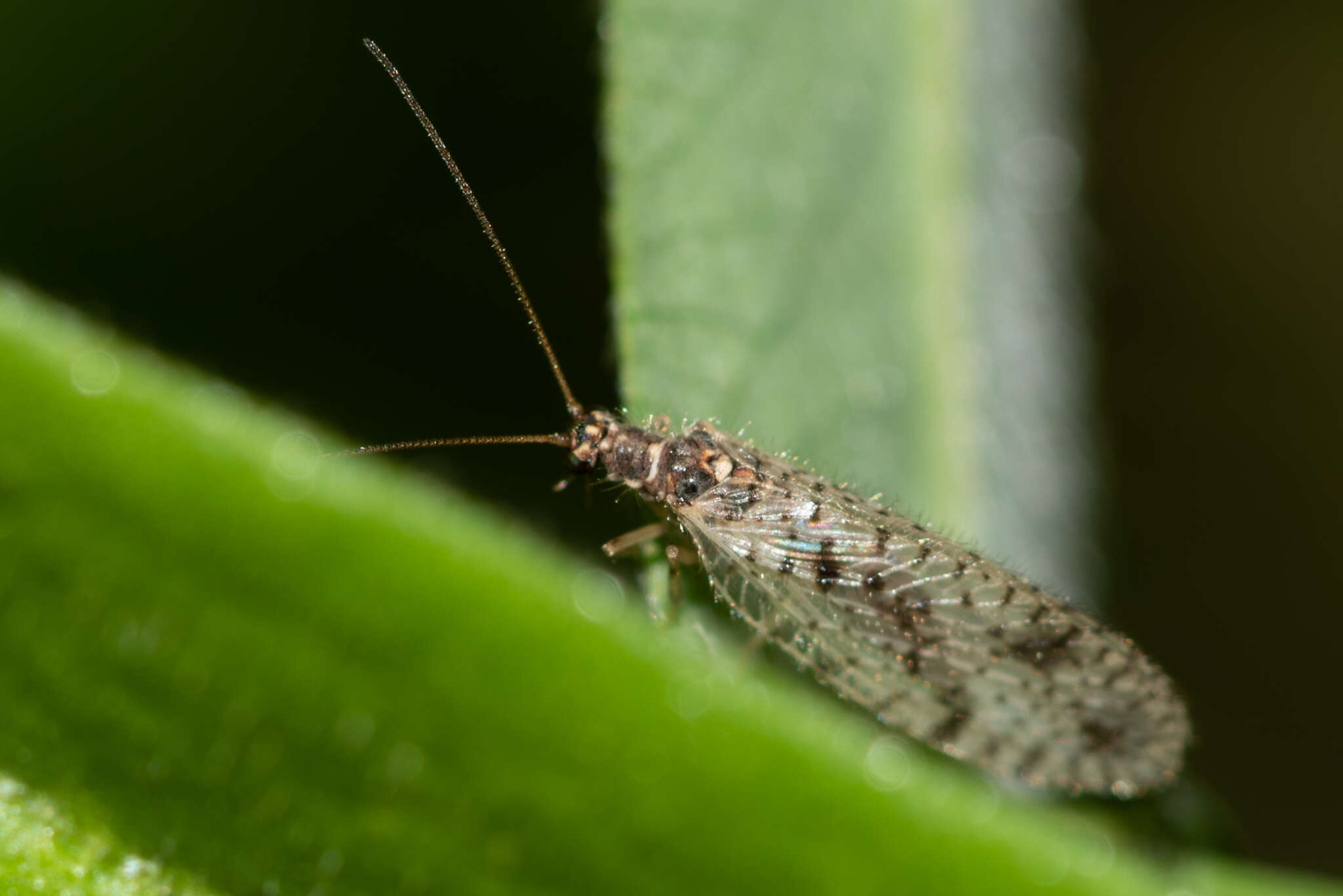 Image of Brown lacewing