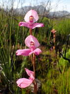 Image of Disa racemosa L. fil.