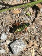 Imagem de Carabus (Tachypus) auratus Linnaeus 1760