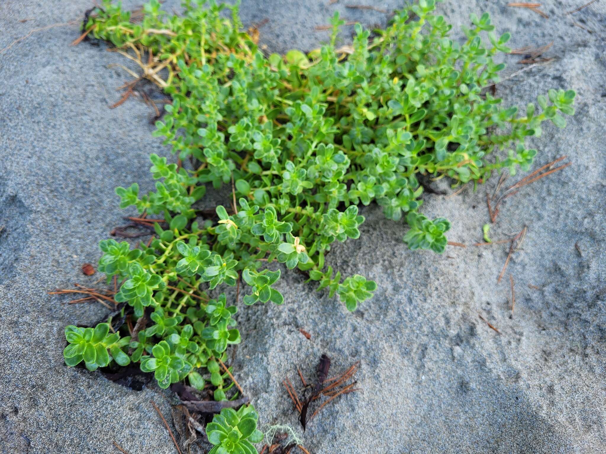 Image of seaside sandplant