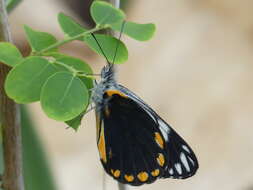 Image of Belenois java peristhene (Boisduval 1859)