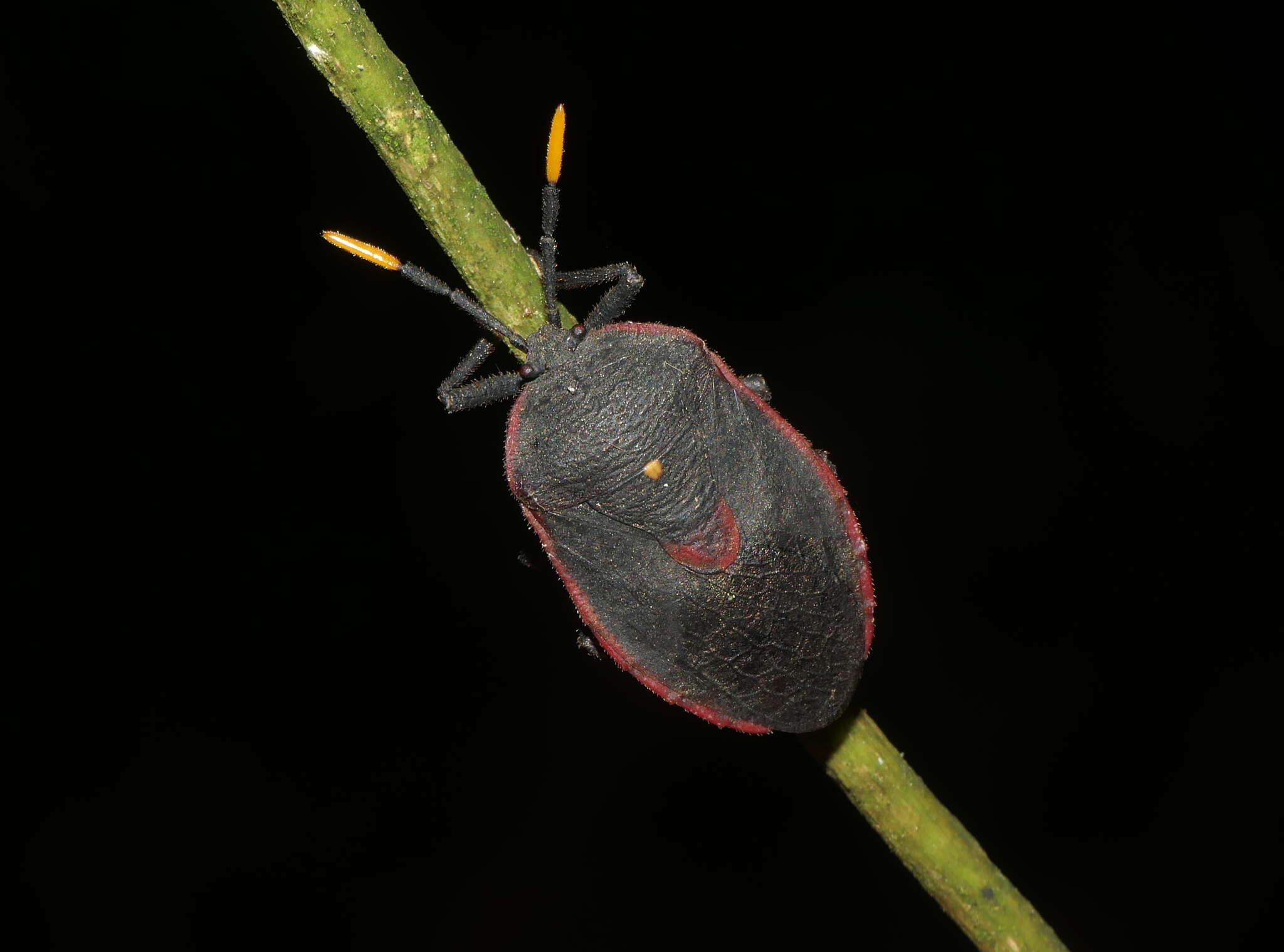 Image of Dinidor impicticollis Stål 1870