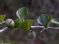 Plancia ëd Commiphora simplicifolia H. Perrier