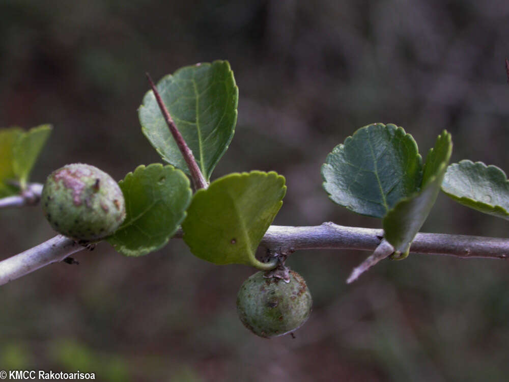 Image of Commiphora simplicifolia H. Perrier